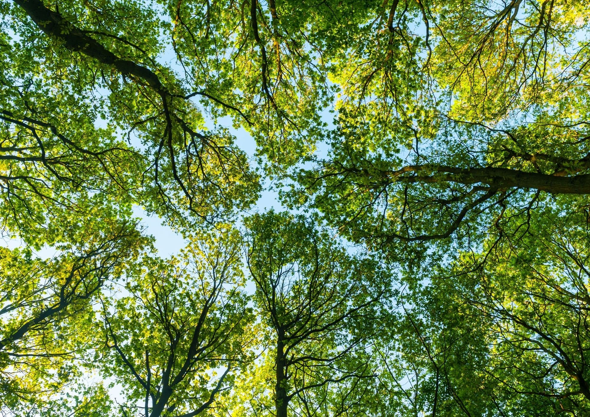 Trees for Naples APS